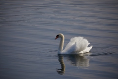 Aviron